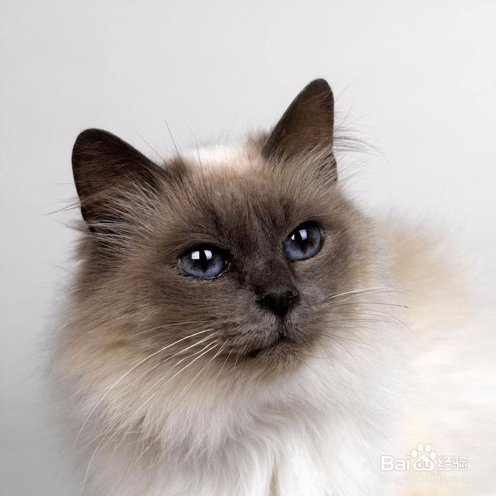 如何判断猫咪是不是真打架