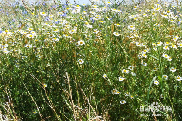 环嗪酮杀树怎么使用？