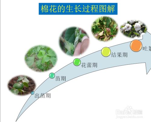 棉花的生长过程图解