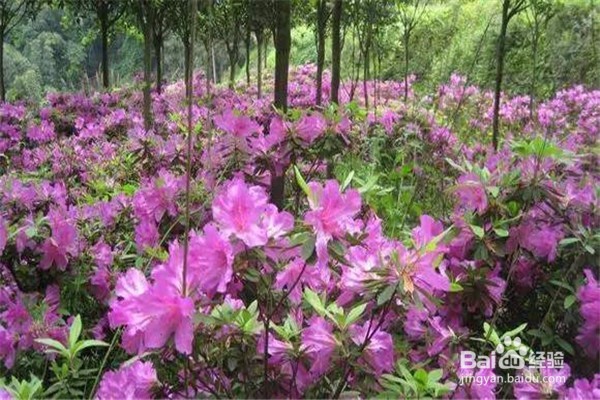 重庆赏花地图最全攻略必收藏-莫辜负这大好春光