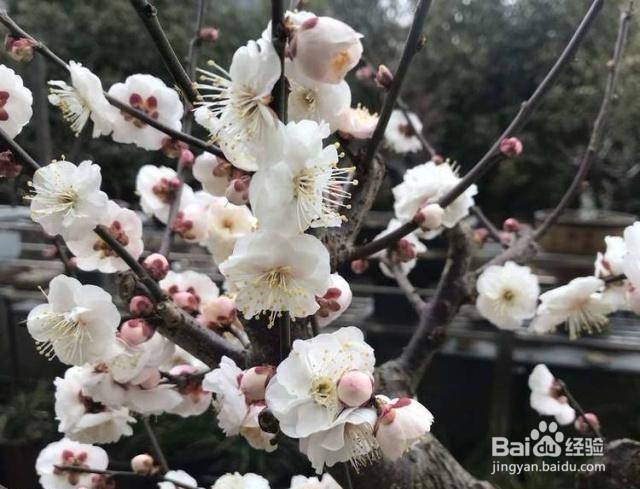 腊梅花苞掉落怎么解救