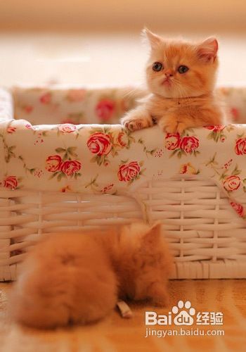 英国短毛猫简单行为平时如何训练？