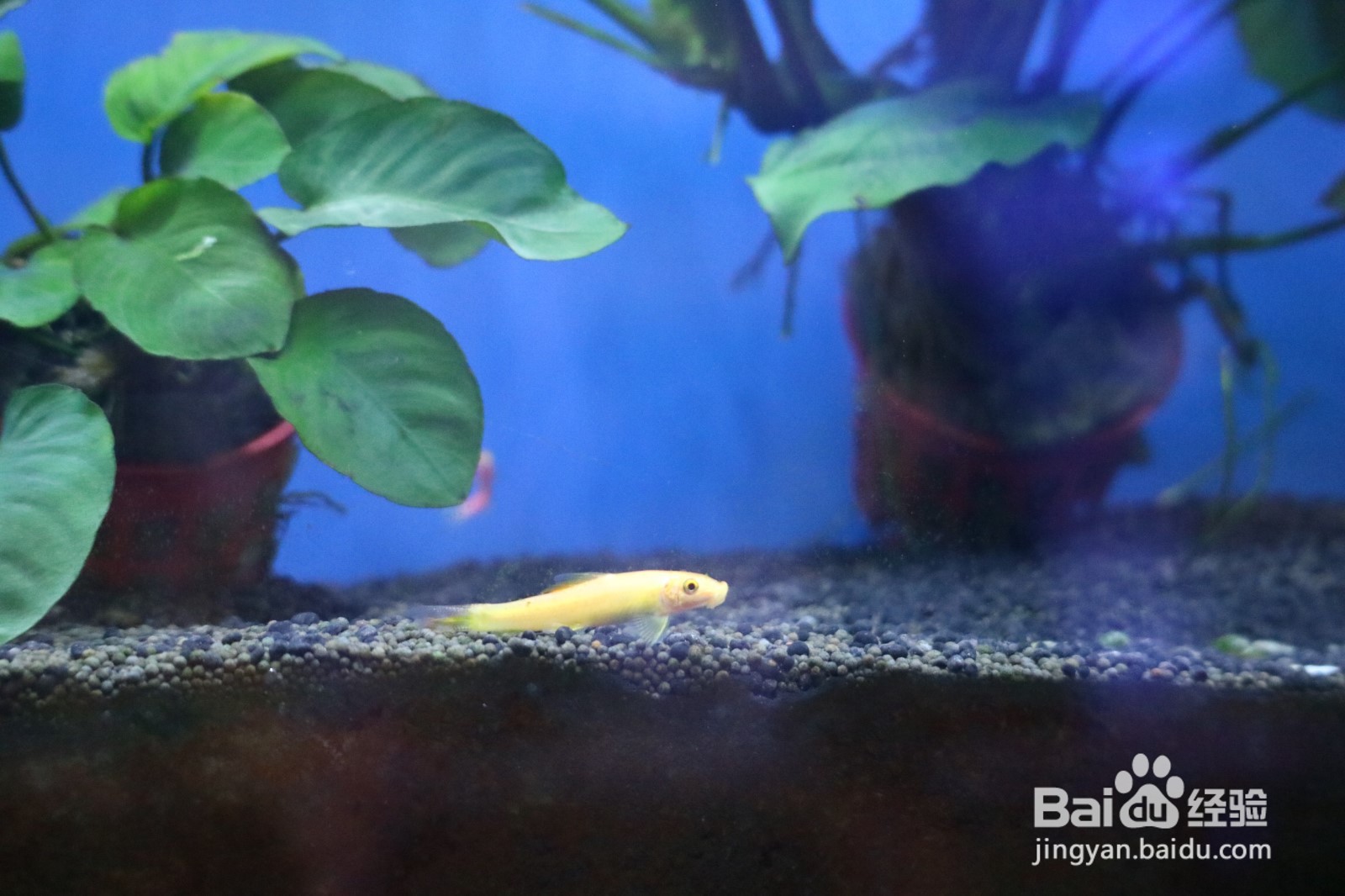 如何建立起稳定的草缸生态系统？