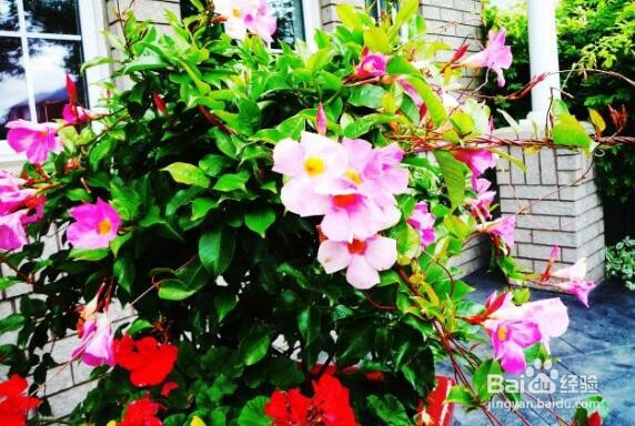 盆栽飘香藤冬天怎么养