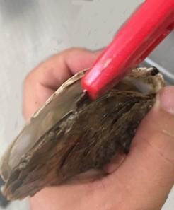 海鲜处理有妙招之四（生蚝）