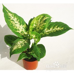 有小孩的家庭要小心这些常见又有毒室内植物哦！