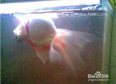 鱼缸黄水的解决办法