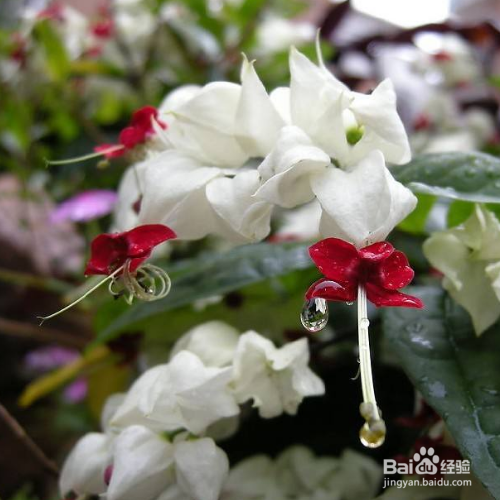 龙吐珠花有毒吗，能养在室内吗？-（龙吐珠花有毒吗风水怎么样）[图]