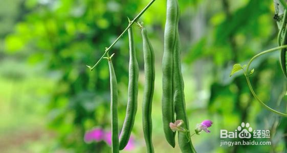 秋季适合种植什么蔬菜