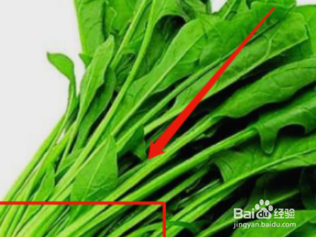 驼奶怎么喝最有效?