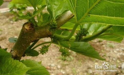 桑树什么时间嫁接？桑树嫁接方法有哪些？