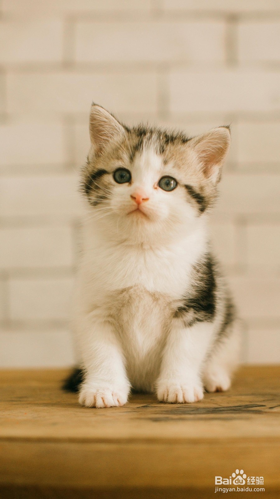 猫咪掉毛严重怎么办