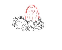 仙人球系列盆栽怎么画