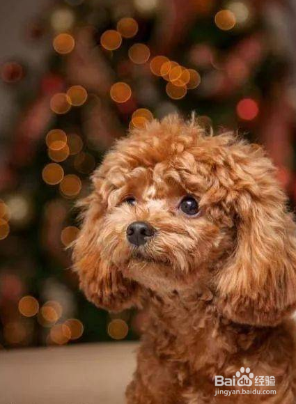 泰迪不让剪毛还咬人怎么办