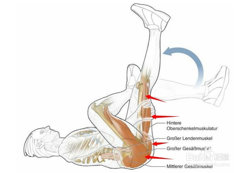 高尔夫球训练：[31]相应肌肉图解完结篇