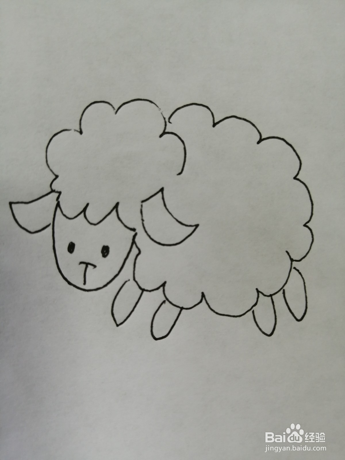 可爱的小绵羊怎么画