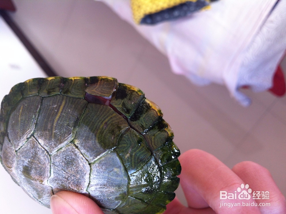 中华草龟饲养记