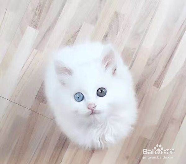 狮子猫晚上叫怎么办
