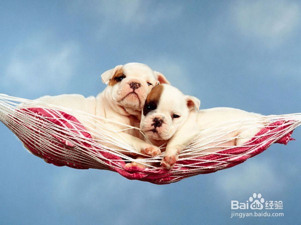 如何让宠物健康成长