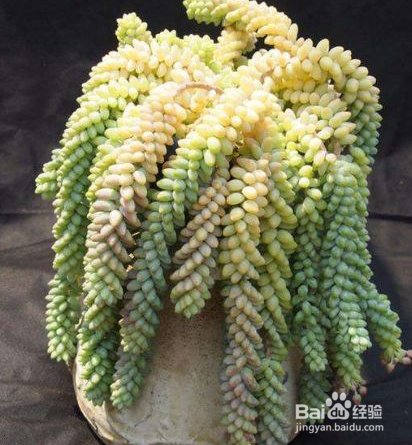 玉缀怎么养爆盆