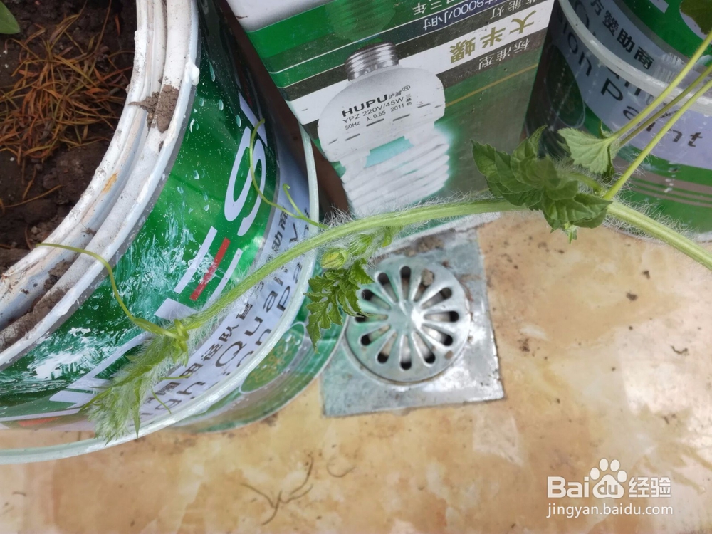 如何在家种西瓜?