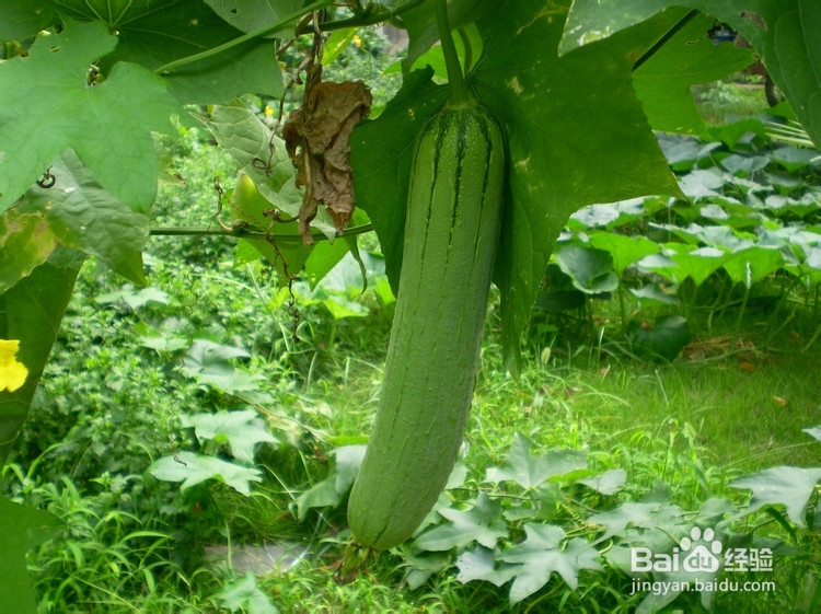 狗狗吃草怎么办狗狗为什么吃草