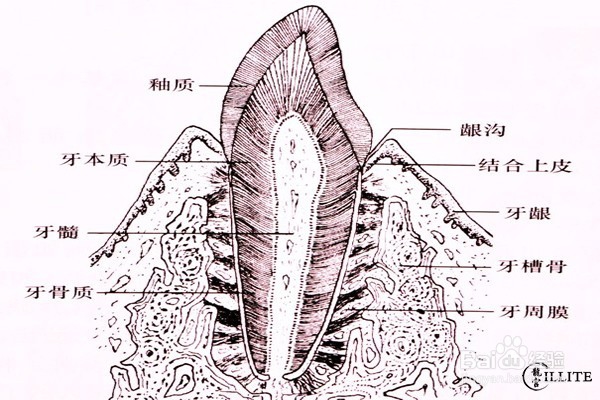 如何快速让牙齿变白