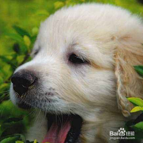 狗狗认主人会怎么样