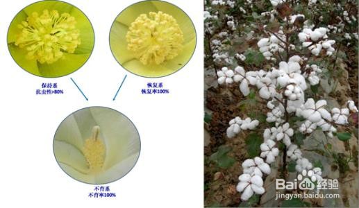 生物育种有哪些？