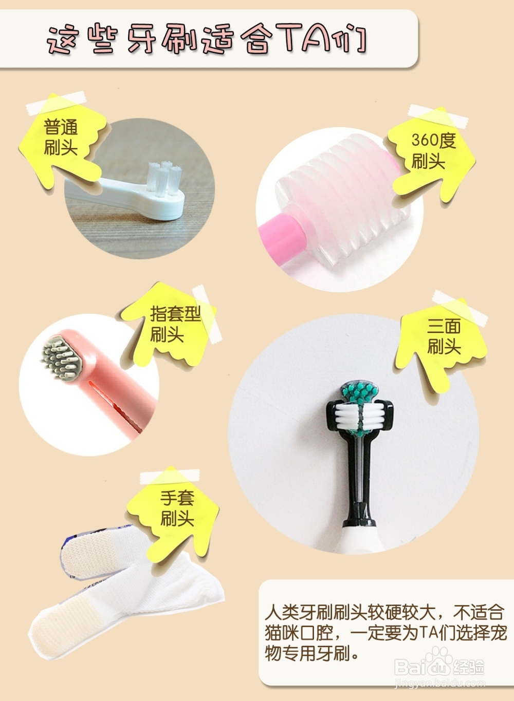 怎样为猫咪刷牙？