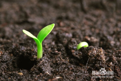 黄瓜白粉病的原因及防治方法