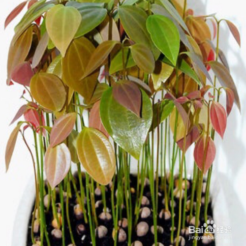 平安树叶子发黄怎么处理怎么补救