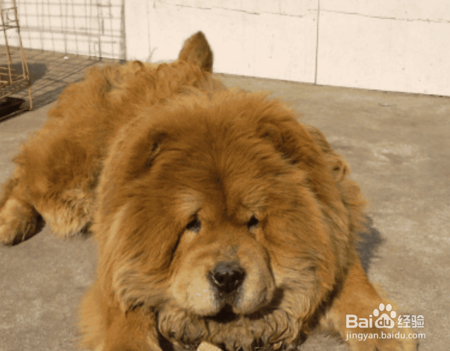 狗尿味一天会消散吗？