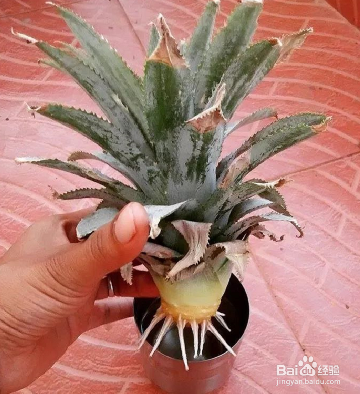 芹菜、菠萝盆栽的制作？