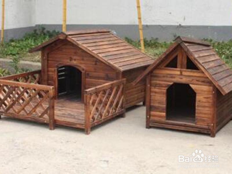 分享自己养泰迪的经验