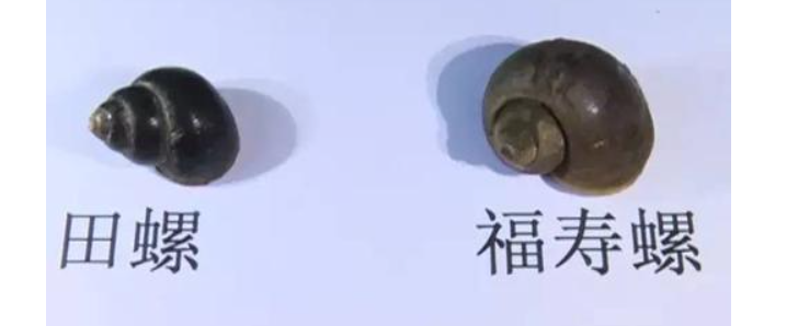 福寿螺和田螺的区别