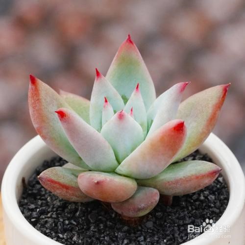 多肉植物怎么养