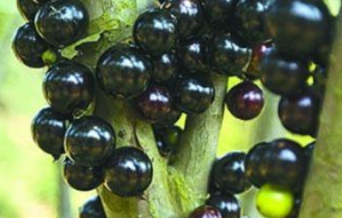 树干上结果像葡萄一样的叫什么