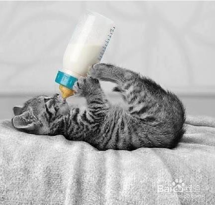 猫咪可以喝牛奶吗
