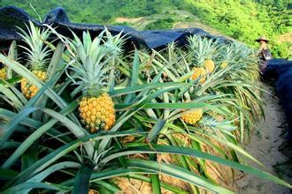 这几种水果你适合吃吗?