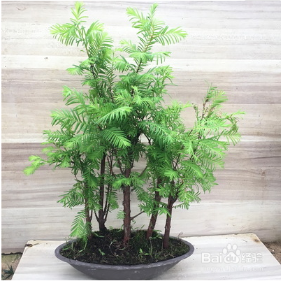 水杉盆景的养殖方法