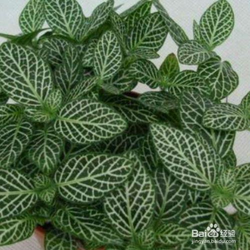 网纹草叶子蔫了应该怎么办？