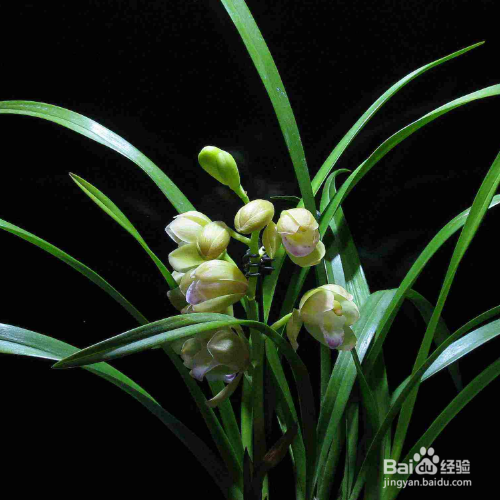 怎样养兰花才长的很好？