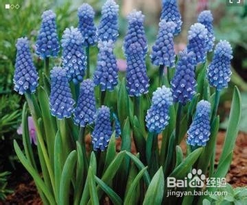 葡萄风信子怎么养护