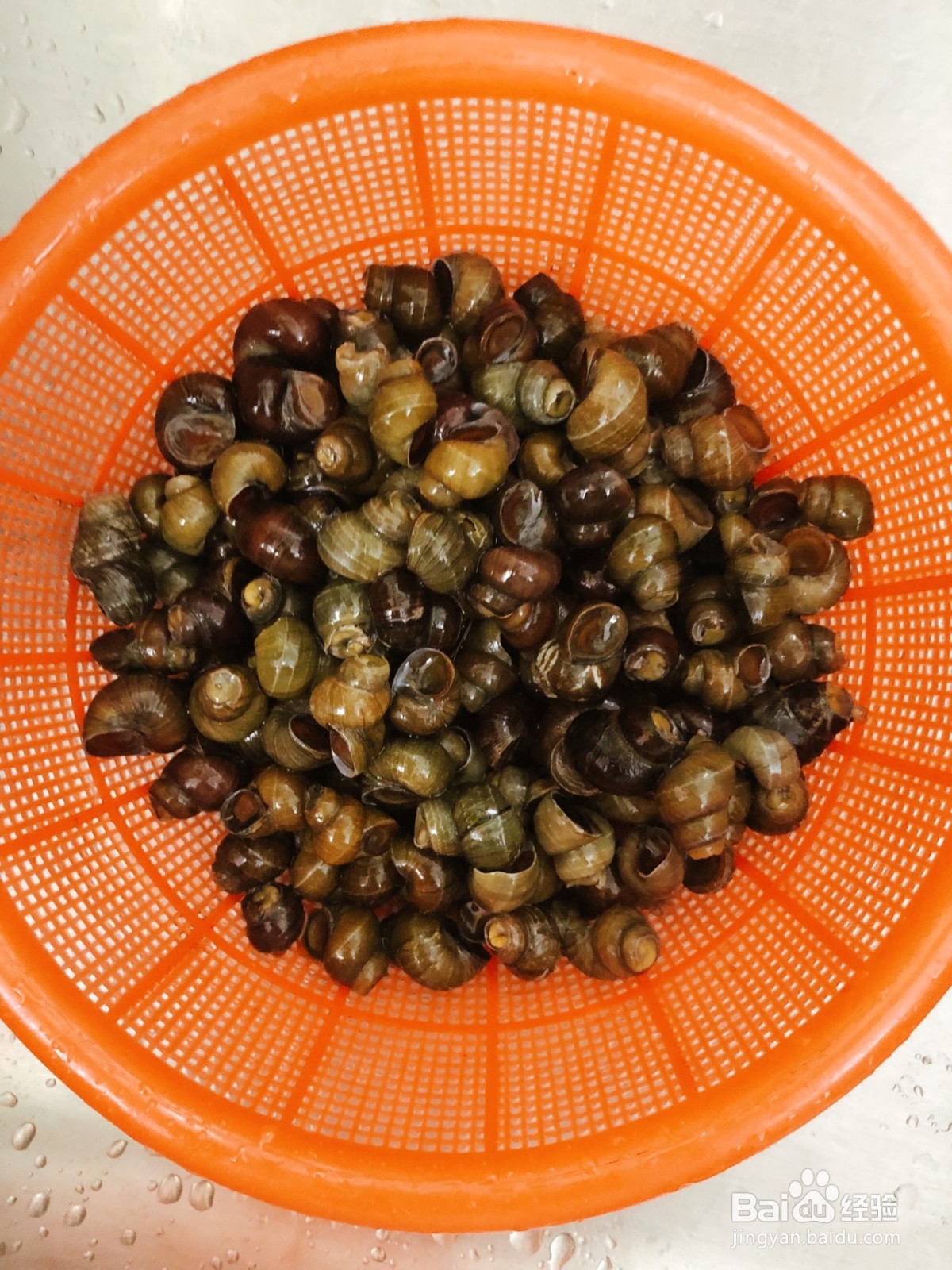 酱爆螺蛳的做法