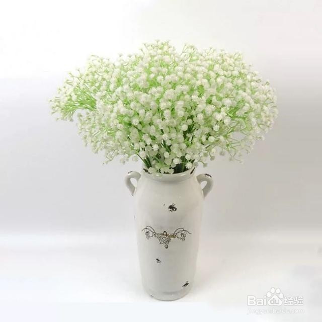 满天星养爆盆很简单，做好这些事就可以了！