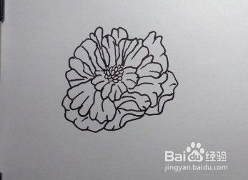 线描画：怎么画石榴花？如何画石榴花？（步骤）