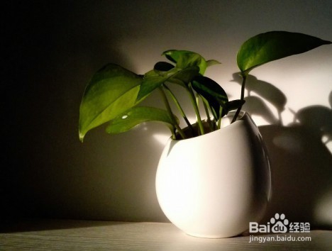 玩转手机微距摄影 的技巧有哪些