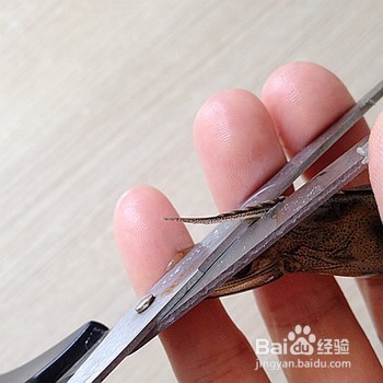 怎样快速去虾线