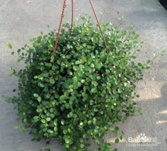 千叶吊兰怎么养